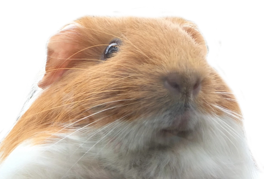 Dzidzia.png